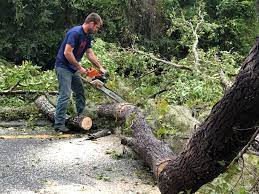 How Our Tree Care Process Works  in  Blennerhassett, WV